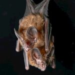 倒挂的蝙蝠特写