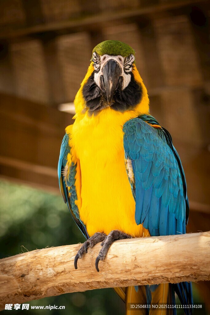 蓝黄鹦鹉栖于枝头