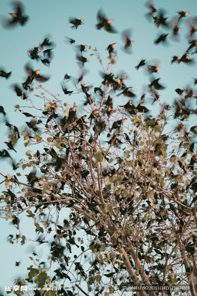 群鸟栖于繁花盛开的枝头