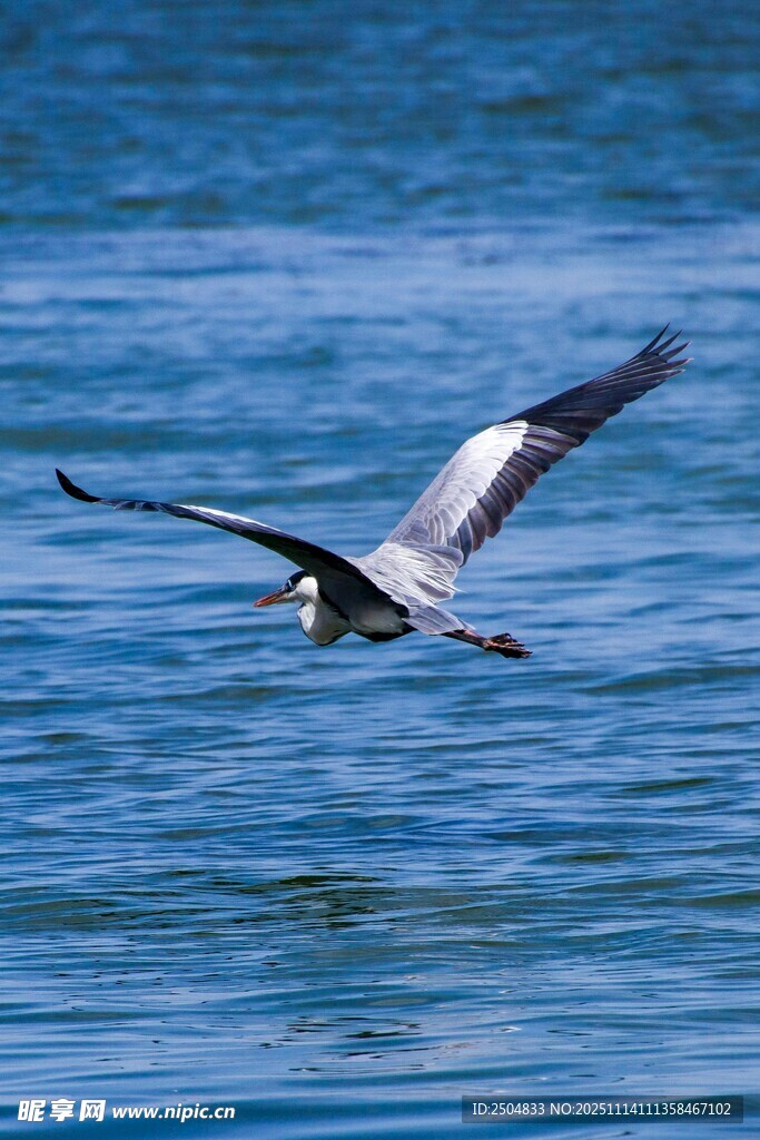 海面上飞翔的灰黑色飞鸟