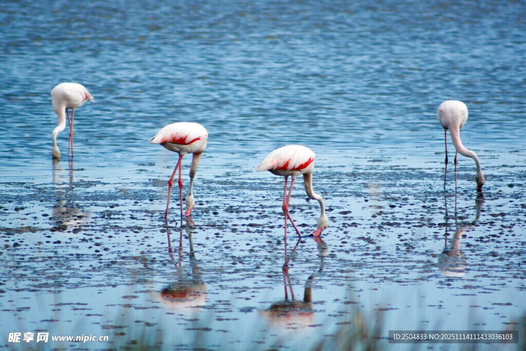 浅滩上的优雅火烈鸟