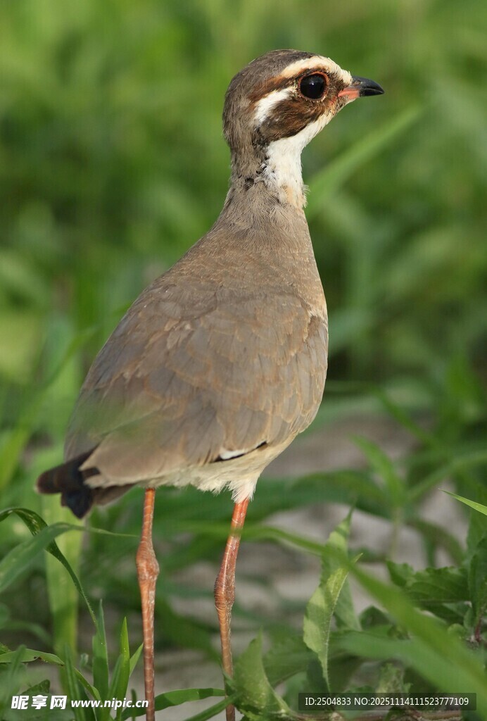 站立草地的美丽小鸟