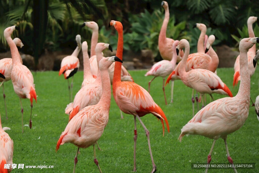 草地上的火烈鸟群