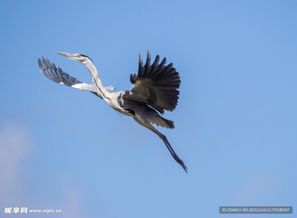 灰鹭蓝天展翅翱翔