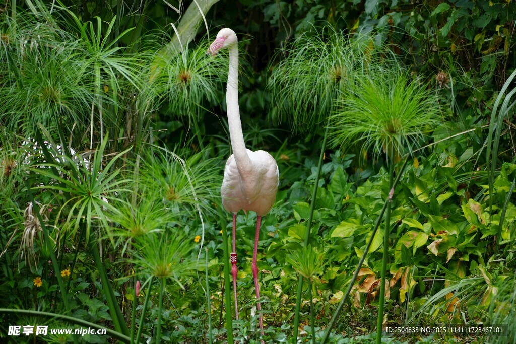 草丛中的优雅火烈鸟