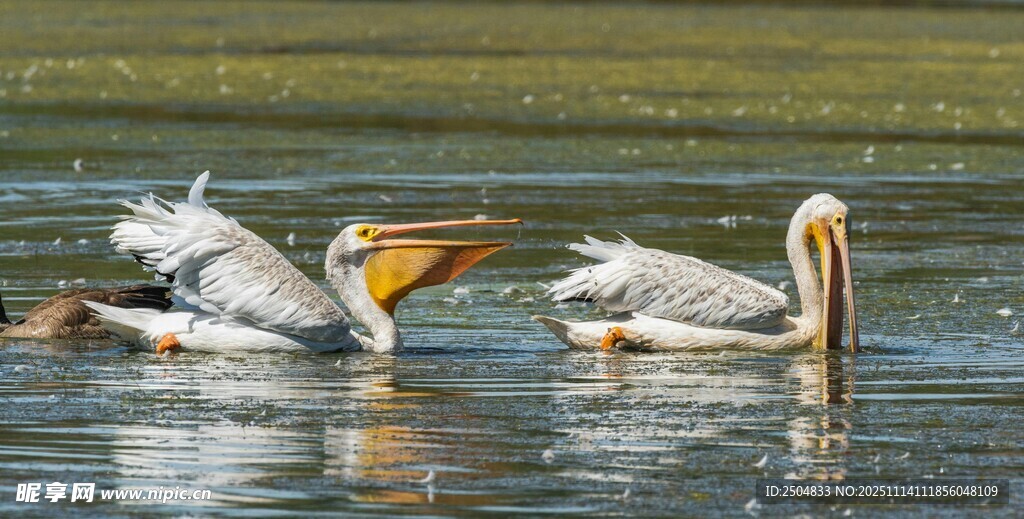 水中鹈鹕群展优雅身姿