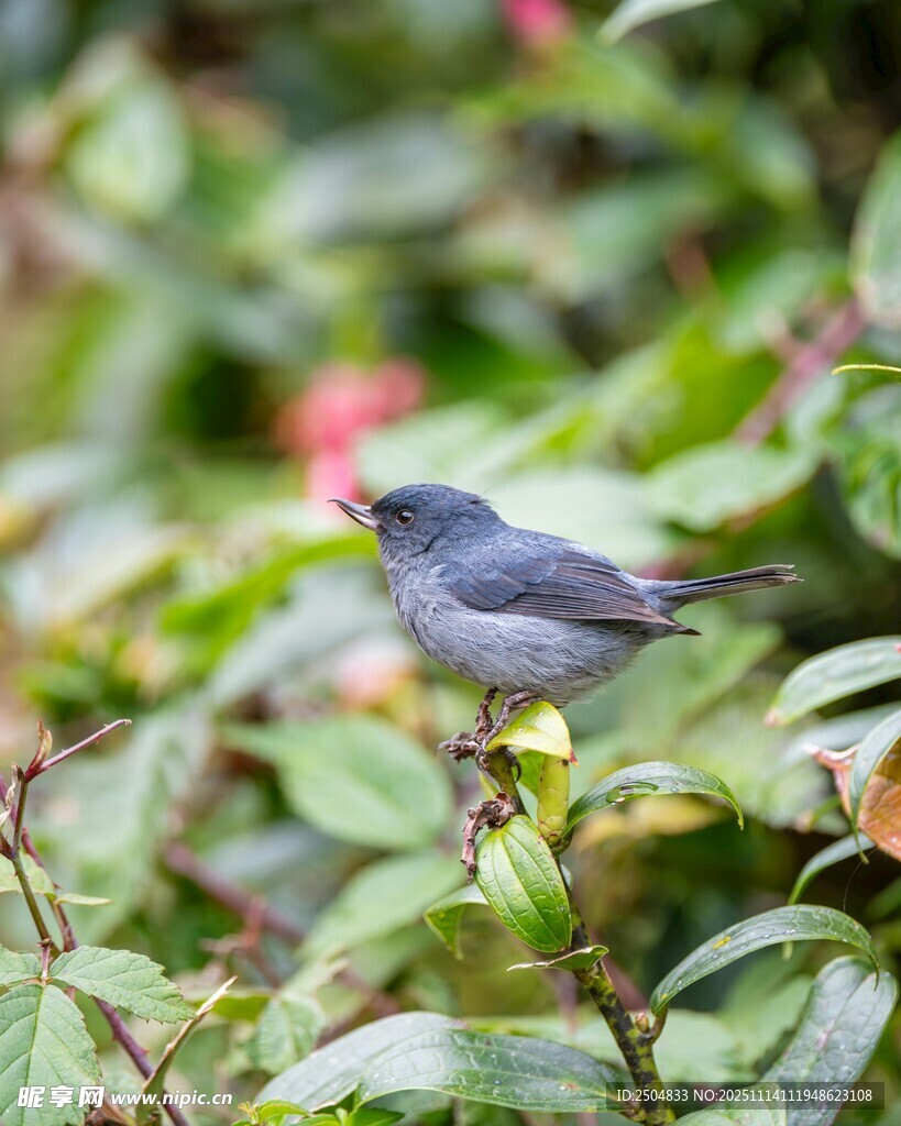 枝头小鸟 绿意环绕