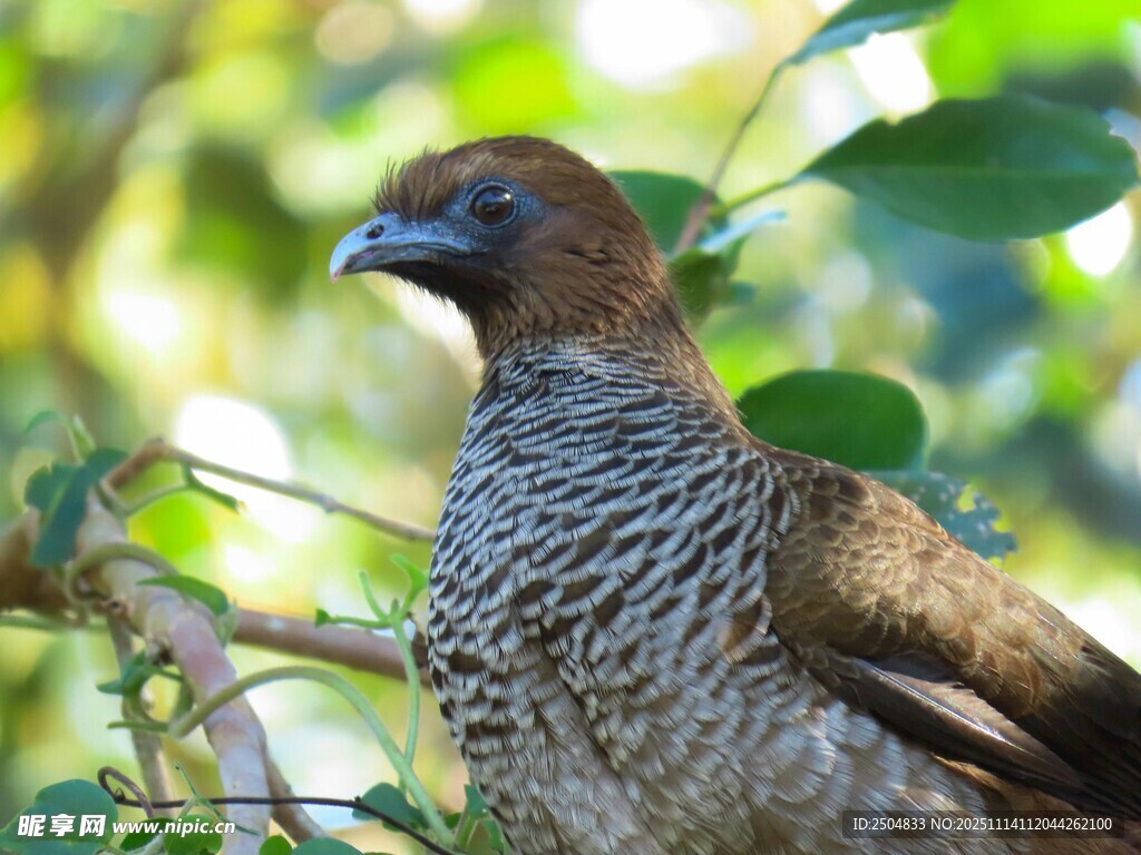 枝头栖息的斑纹鸟类