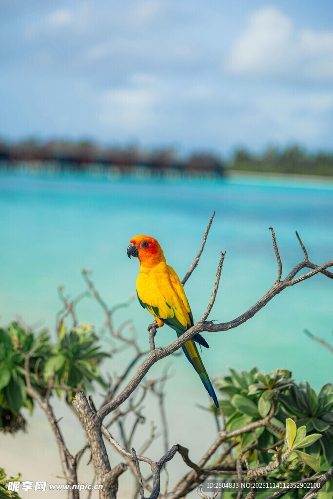 彩羽鹦鹉立于海滨绿植间