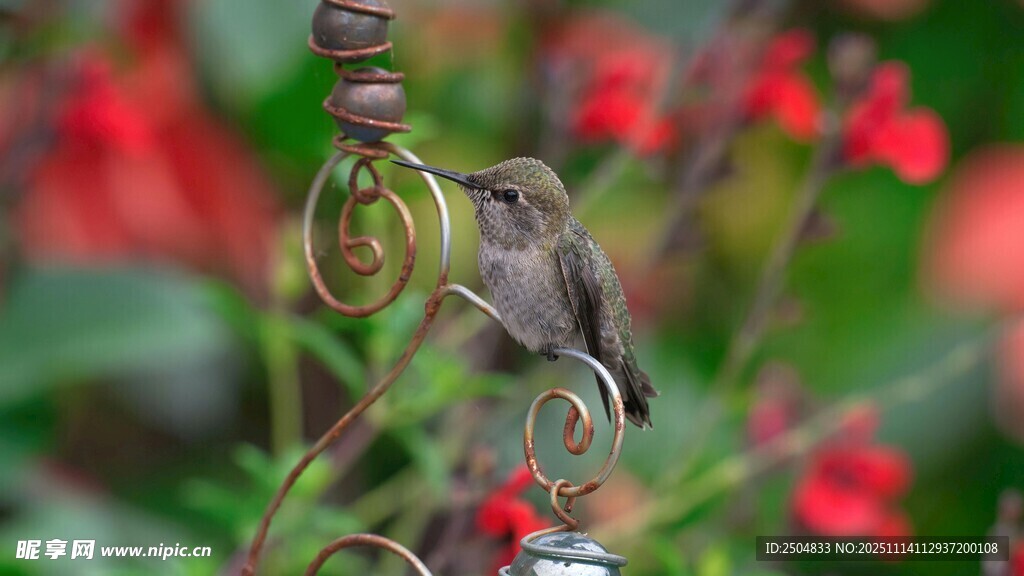 蜂鸟停于精致金属装饰物上