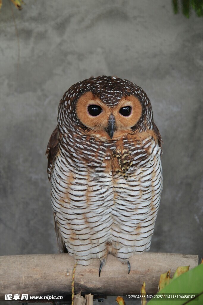 呆萌猫头鹰栖息于枝头