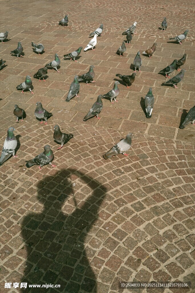 人鸽共影于砖石地面