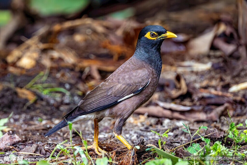 黄嘴黑身小鸟立于地面