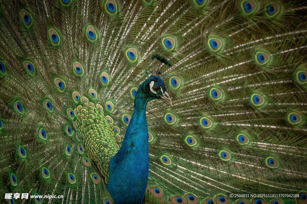 开屏的美丽孔雀