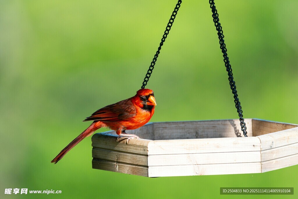 红衣小鸟立于喂鸟器