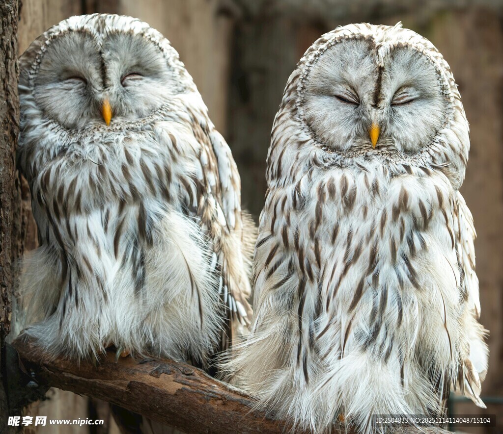 两只闭眼休憩的雪鸮