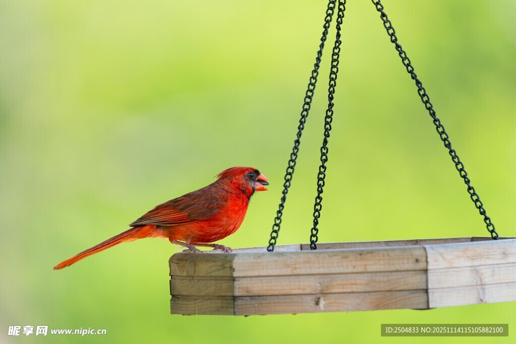 红鸟立于悬挂木台