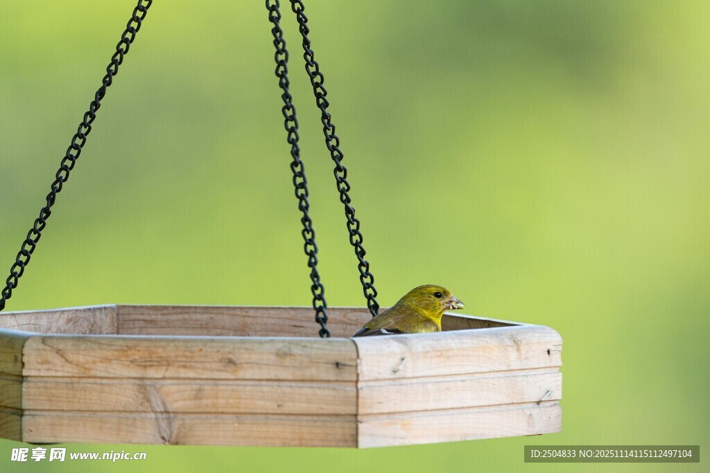 木秋千上的小鸟