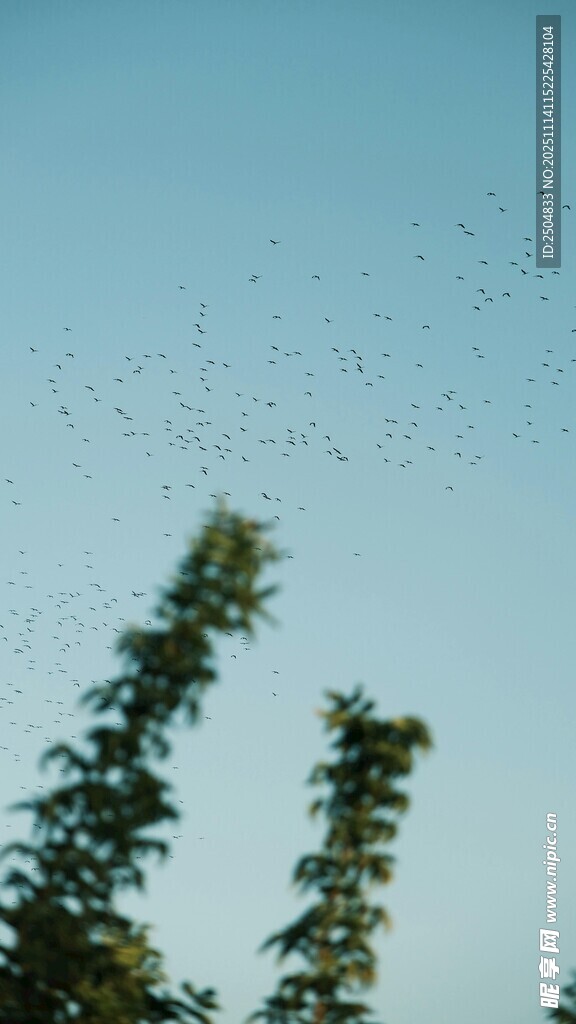 天空中飞鸟与树木景象