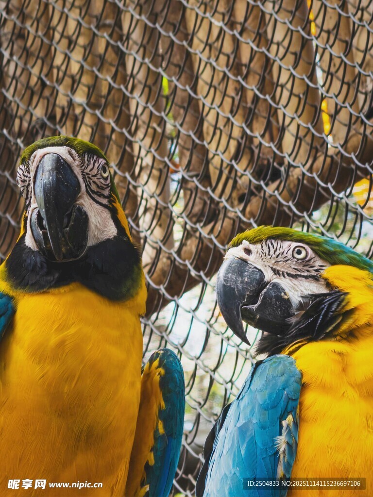 多彩鹦鹉于围栏处休憩