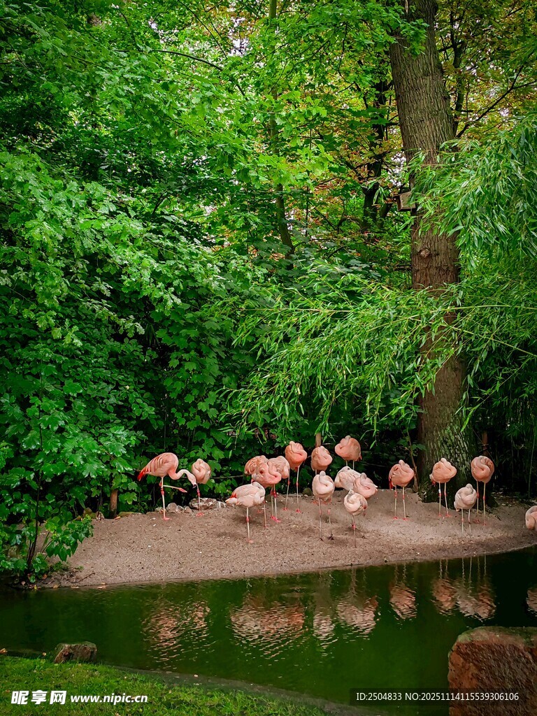 林间火烈鸟静栖于水边