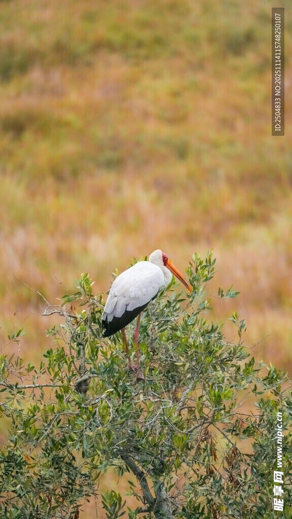 枝头站立的美丽白鸟