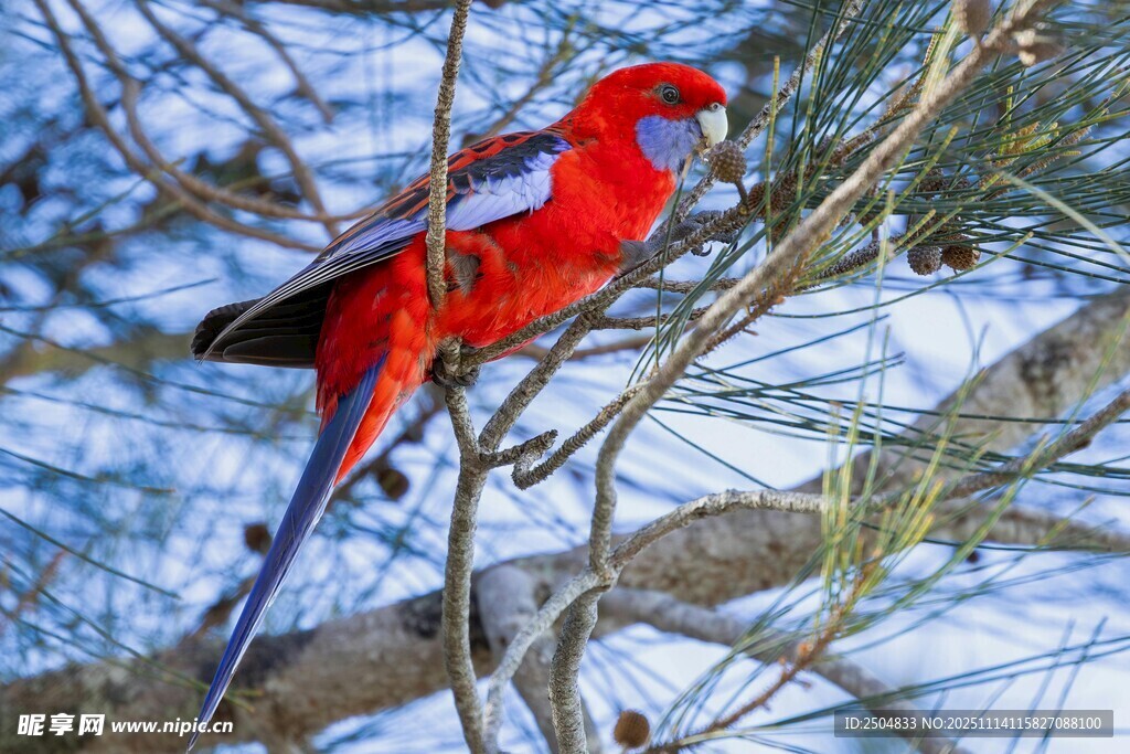 雪地中的艳丽红鹦鹉
