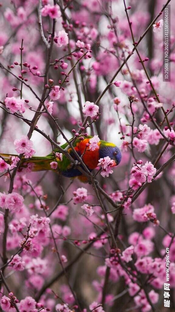 枝头繁花间的灵动小鸟