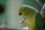 绿鹦鹉进食瞬间