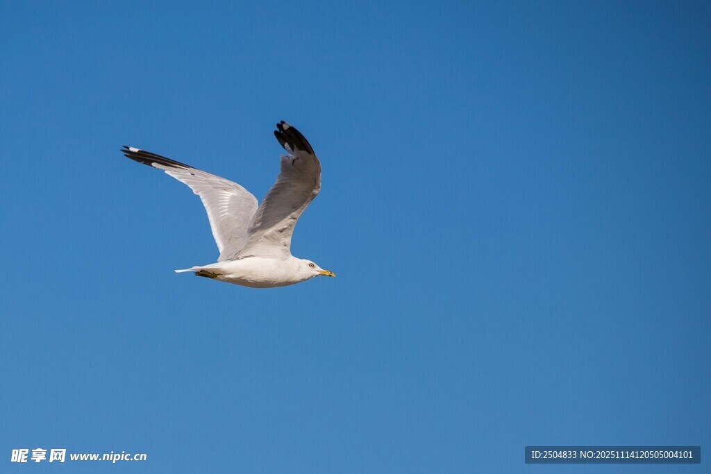 蓝天中翱翔的海鸥