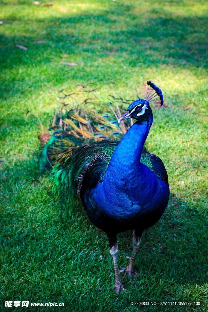蓝孔雀立于翠绿草地上