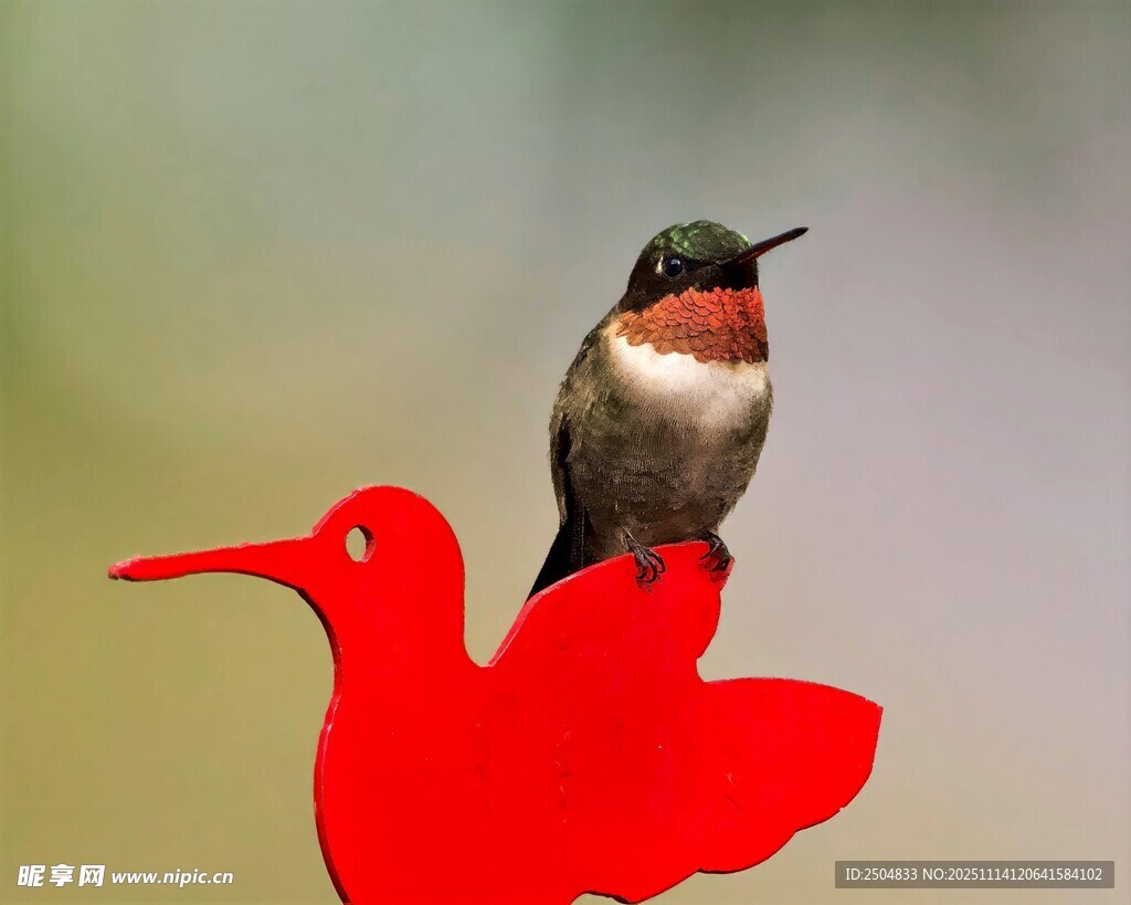 蜂鸟立于红色艺术造型上