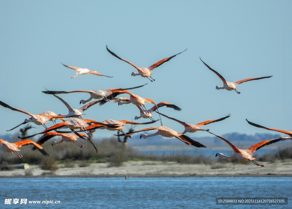 火烈鸟群于蓝天碧水间飞翔