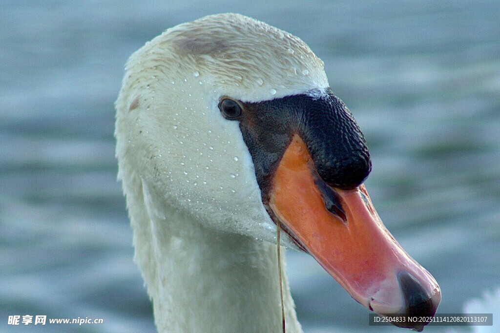 优雅天鹅特写