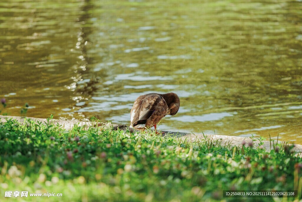 岸边小鸟临水休憩