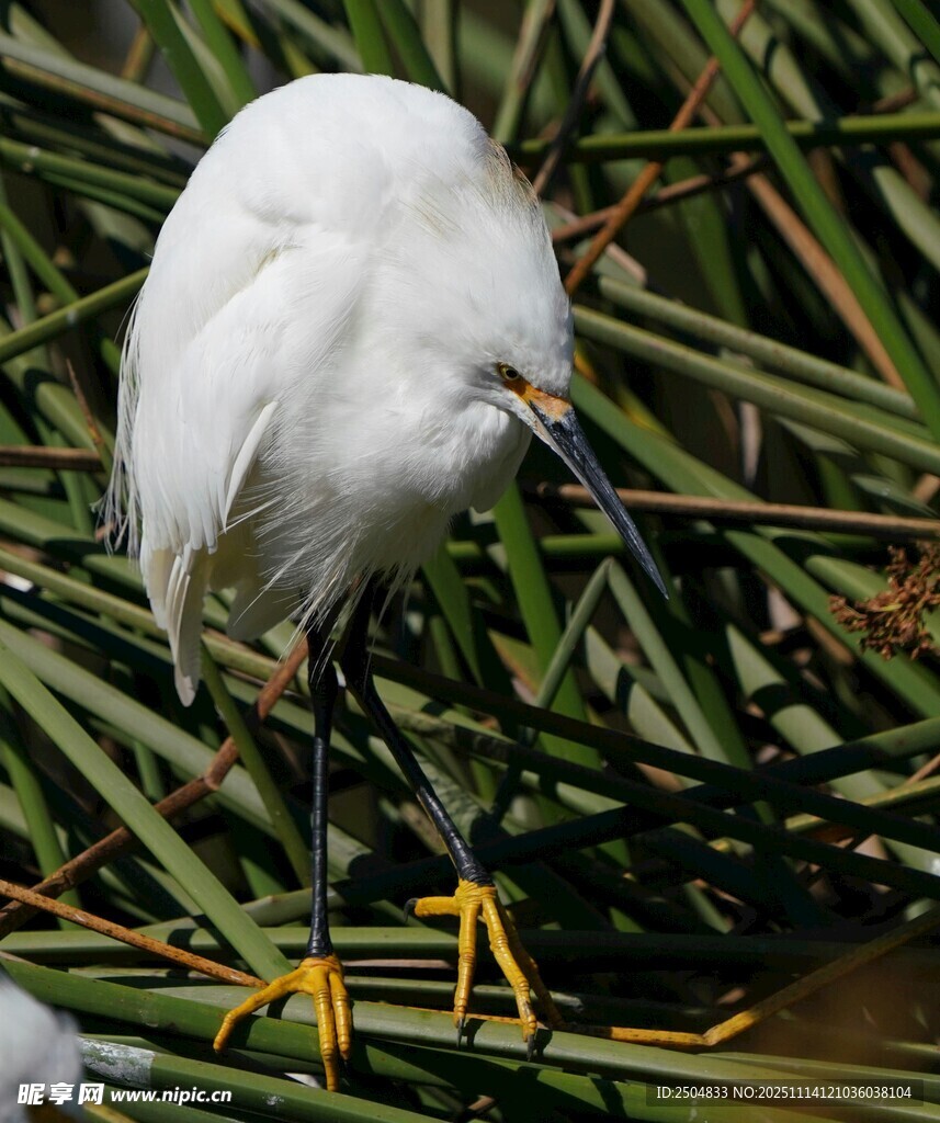 白鹭立于绿植间