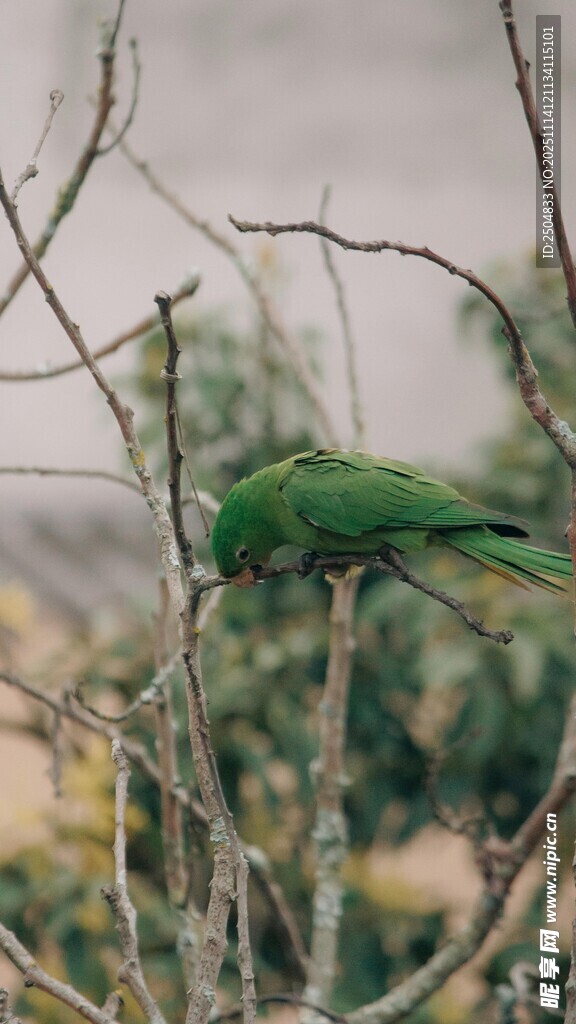 枝头绿鹦鹉