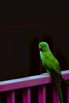 绿鹦鹉栖息于紫色栏杆上