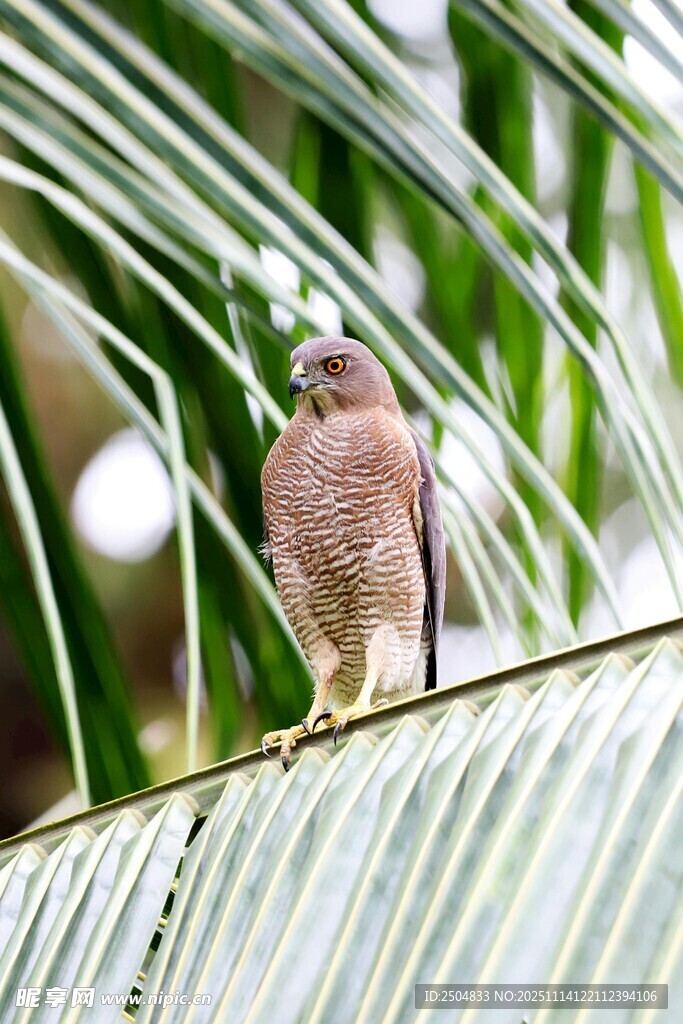 枝头小鸟 尽显自然灵动