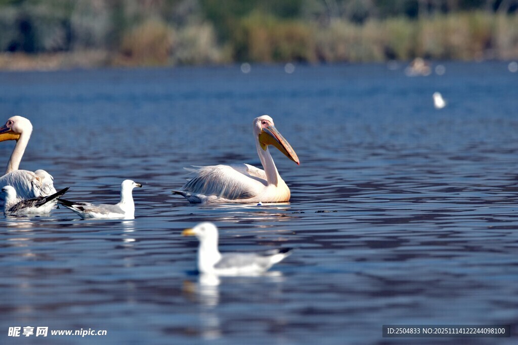 湖面上的鹈鹕与海鸥