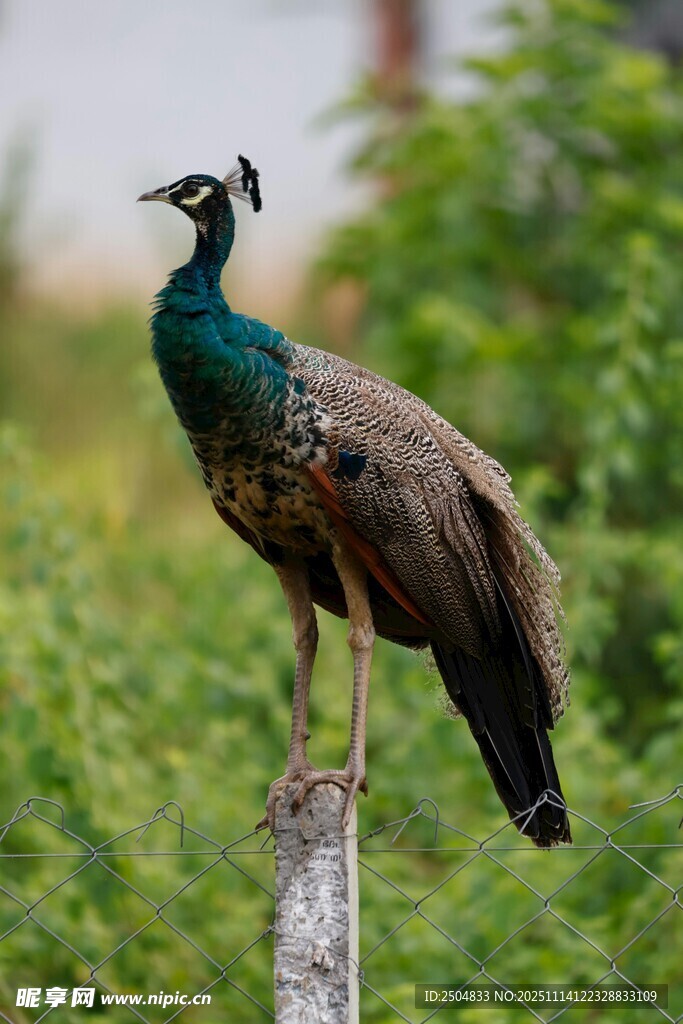 站立枝头的美丽孔雀