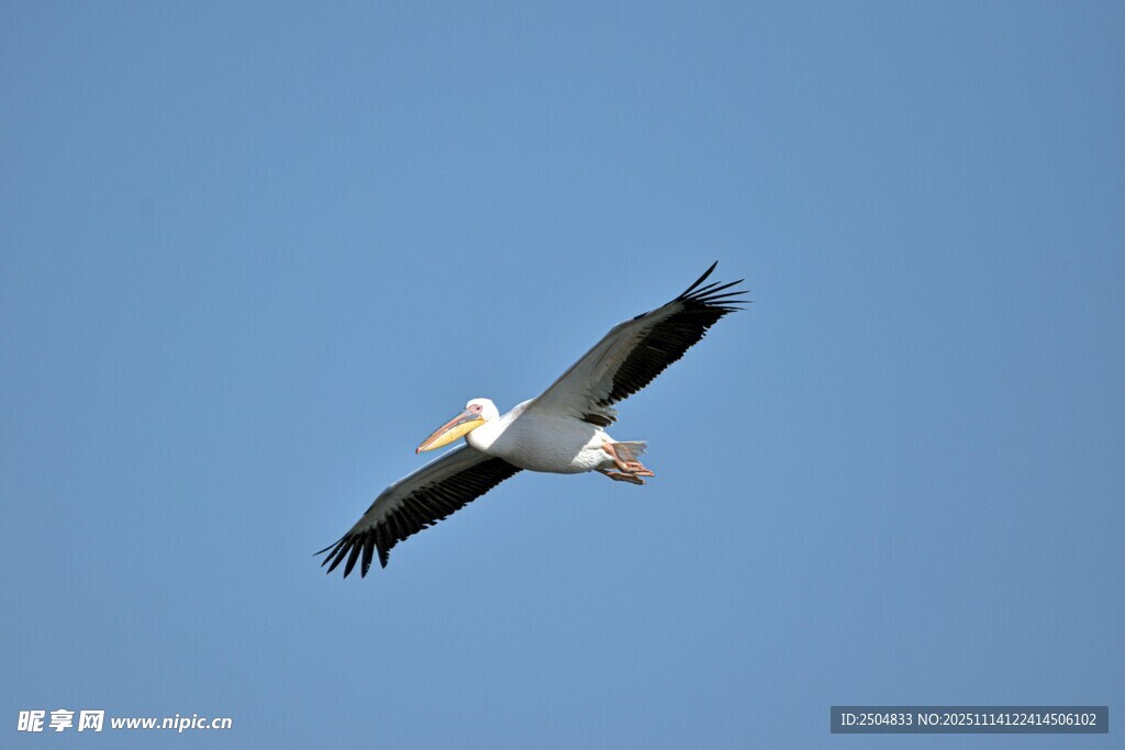 蓝天中翱翔的飞鸟