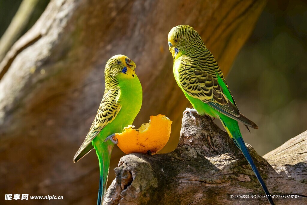 两只鹦鹉立于水果旁