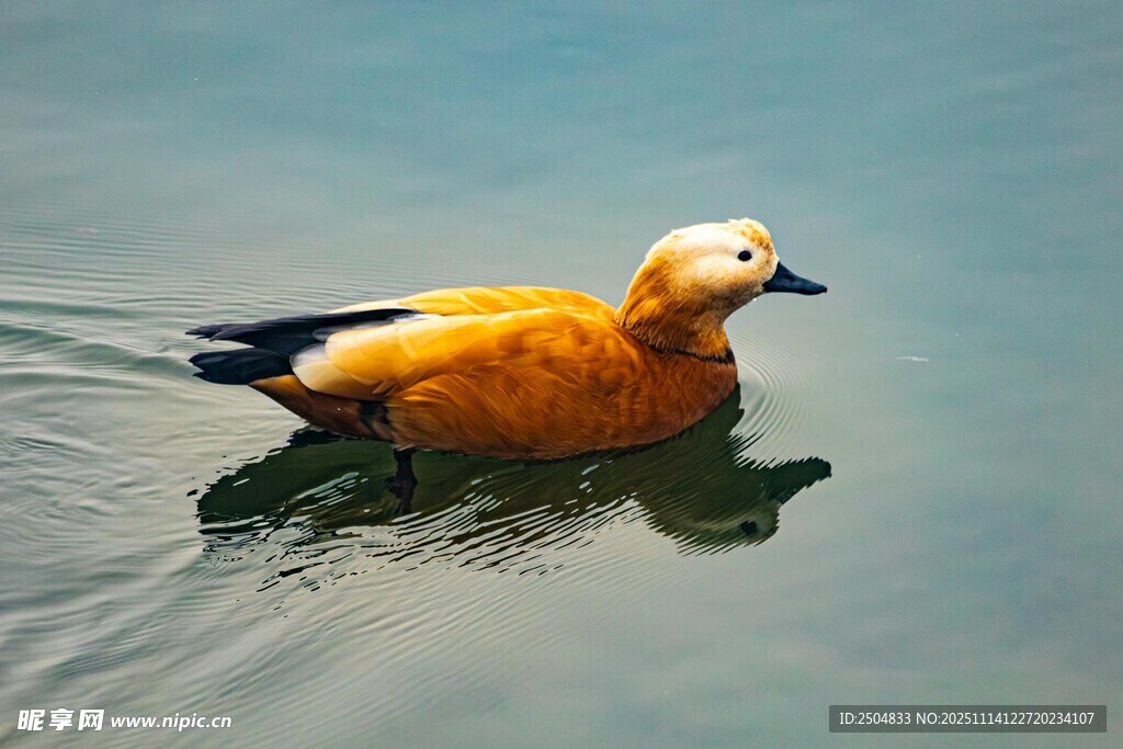 水中 弋的橙羽鸭子