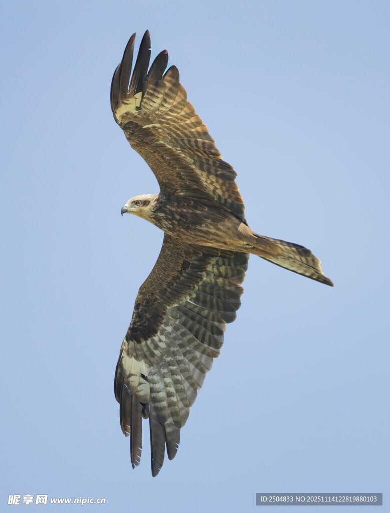 翱翔蓝天的雄鹰