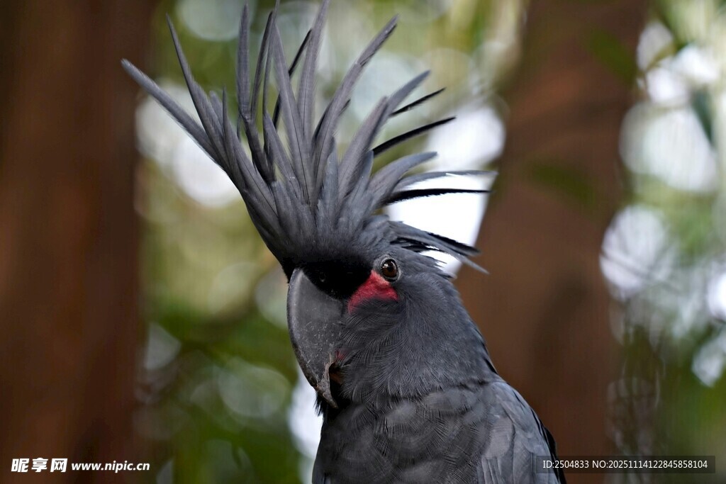 羽冠独特的灰黑色鸟儿