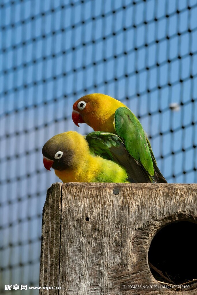 两只彩羽鹦鹉栖于木台