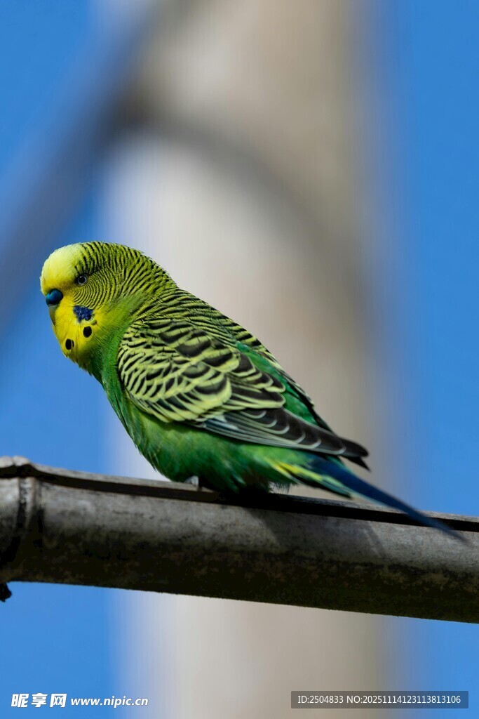 枝头绿鹦鹉