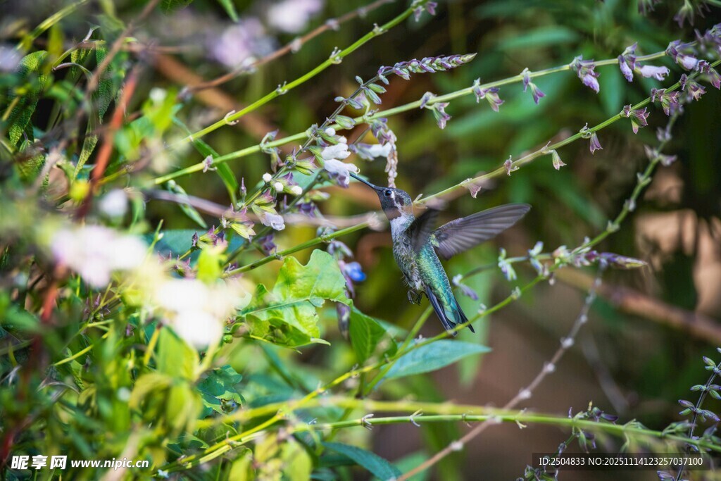 翠绿枝叶间的清新景致