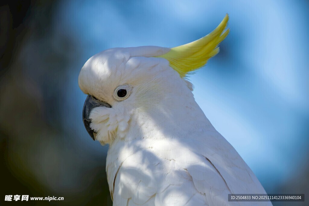 白色凤头鹦鹉特写